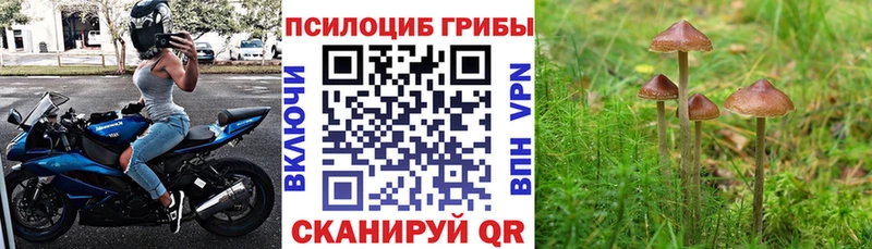 Псилоцибиновые грибы Psilocybe  Красный Холм 